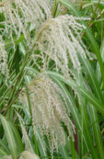 miscamthus sinensis Roland Ornamental Garden Grass